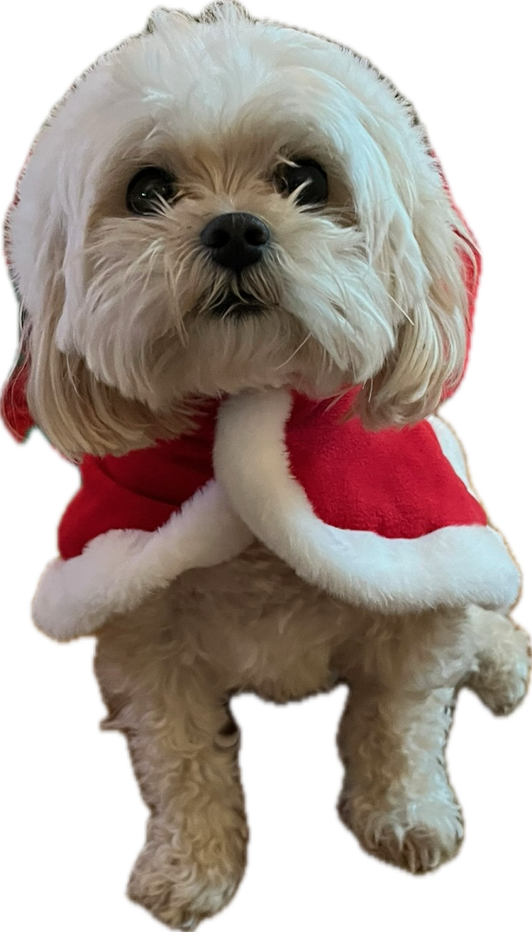 Maltese Cucumber Melon