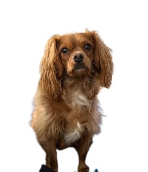 Cavalier Coconut