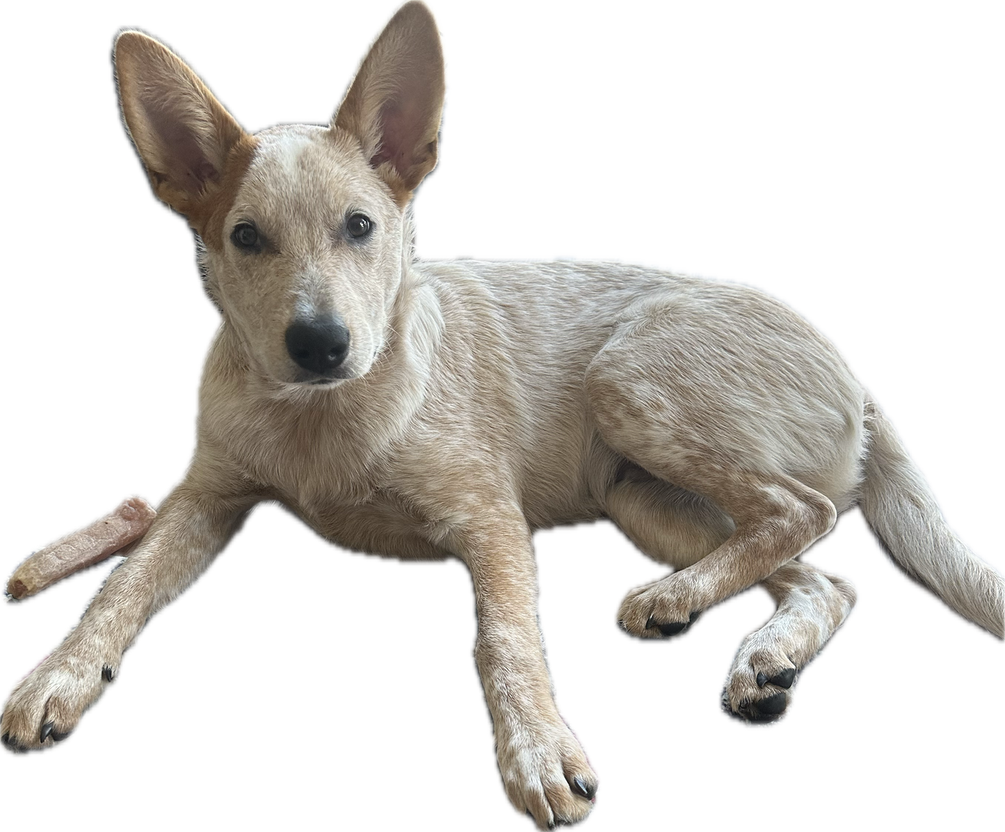 Cattle Dog Cranberry