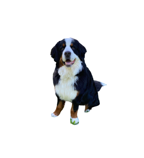 Bernese Bourbon Vanilla