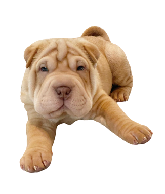 Shar Pei Sage