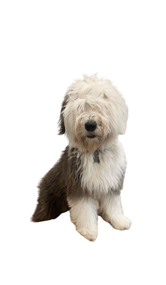 Sheepdog Sugar Cookie