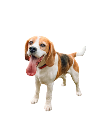 Beagle Blossom