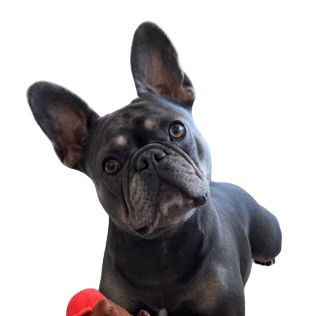 Frenchie Fig