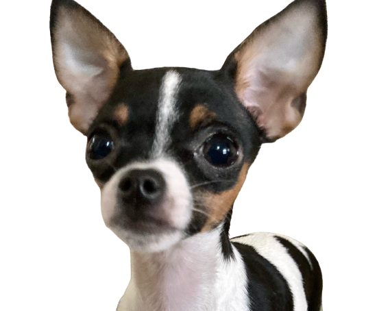 Chihuahua Cherry