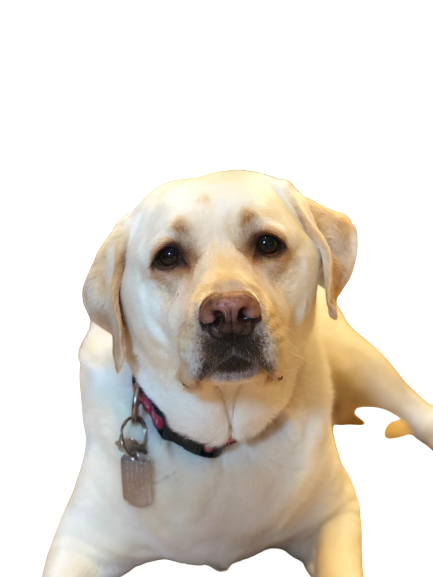 Labrador Lemon