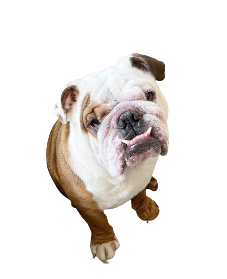 Bulldog Buttercream