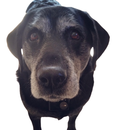 Black Lab Blackberry & Bay