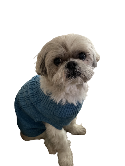 Shih Tzu Strawberry