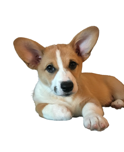 Corgi Cotton Blossom