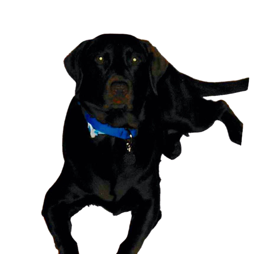 Chocolate Lab Chocolate