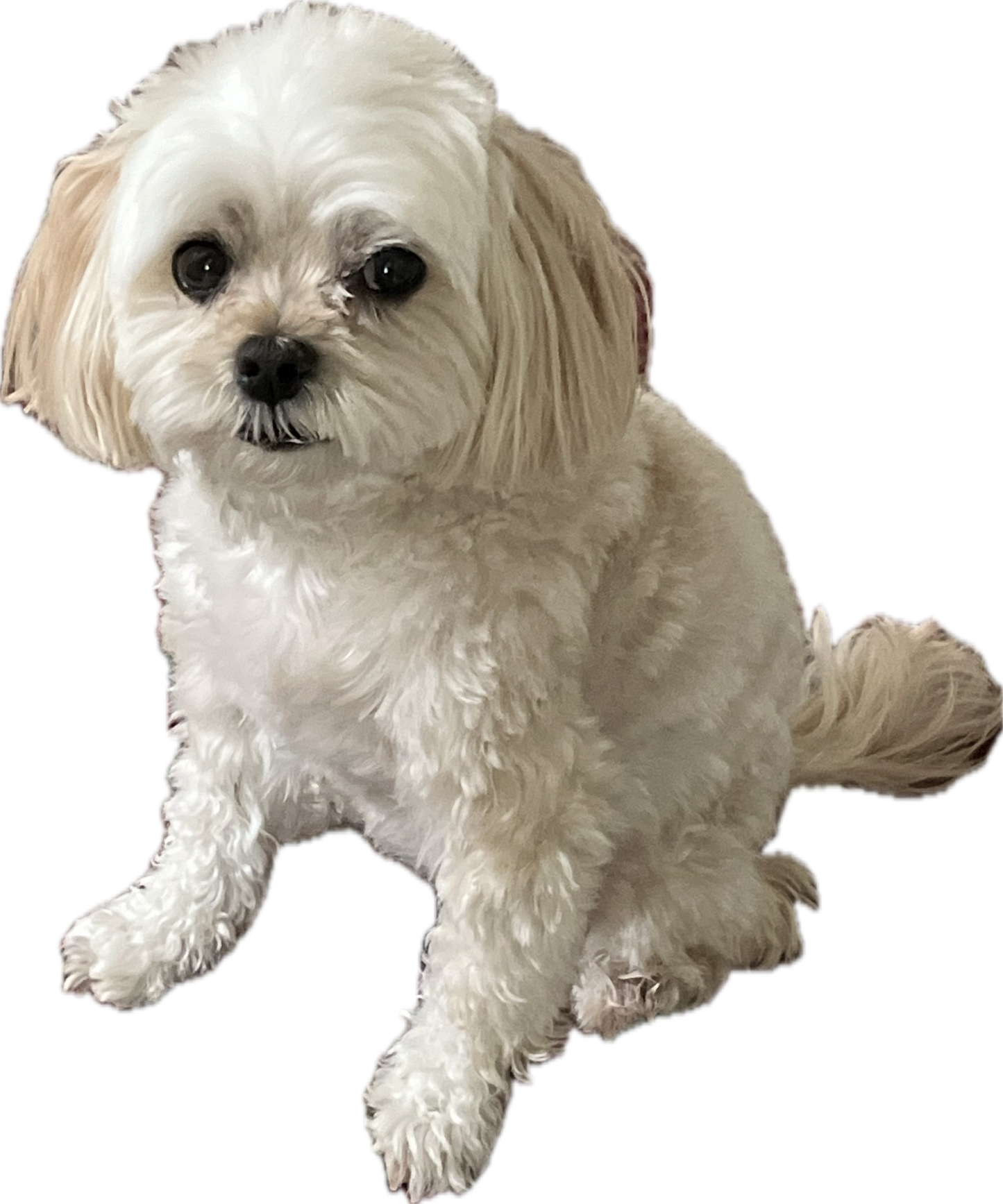 Maltese Cucumber Melon