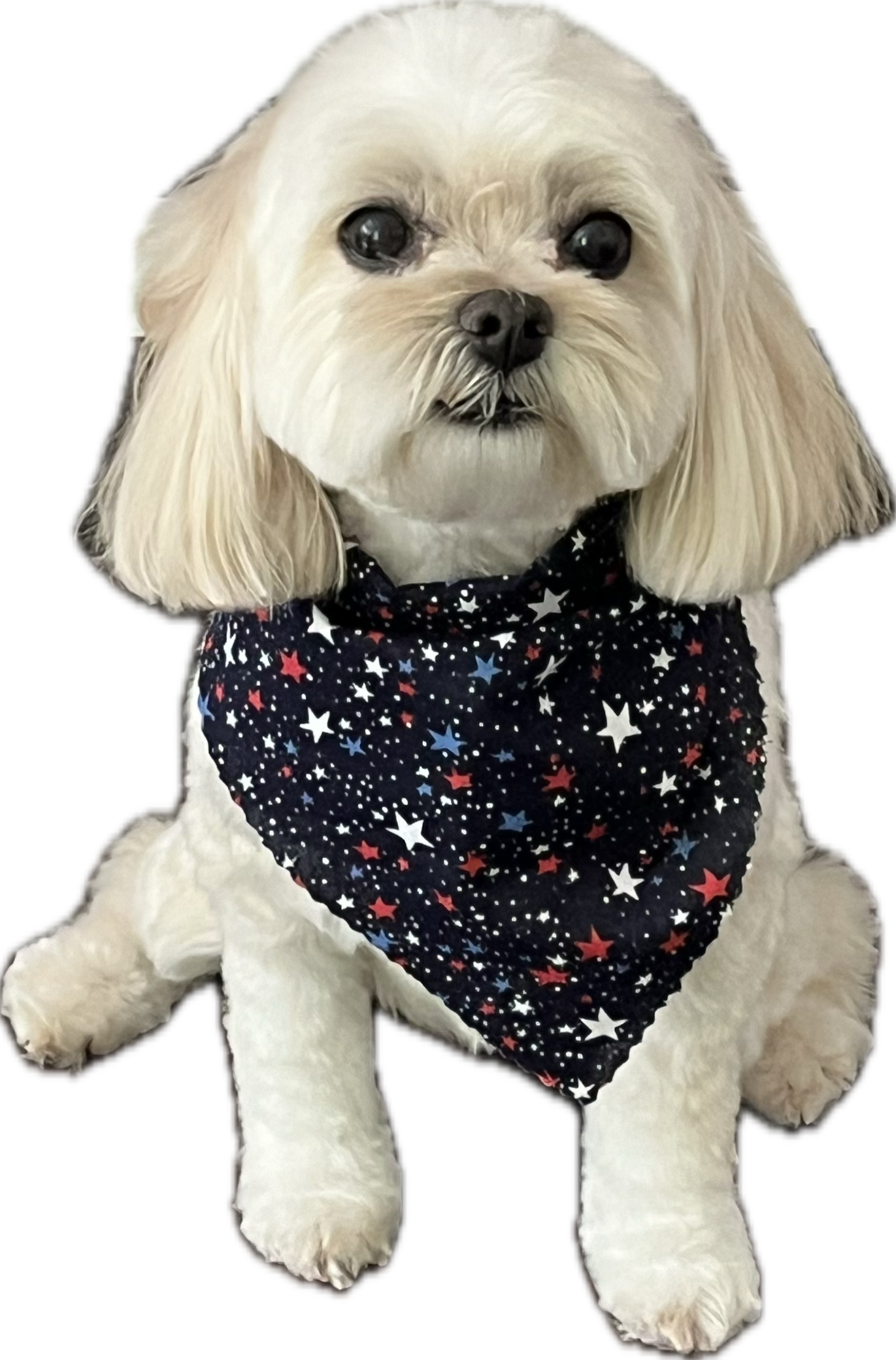 Maltese Cucumber Melon